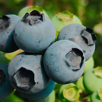 ��ɽ��С��ݮ���ô�������¸���